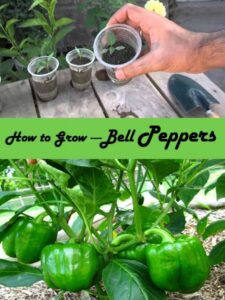 Pepper Plants Not Growing How To Grow Bell Pepper - Everything About Garden Photo 948
