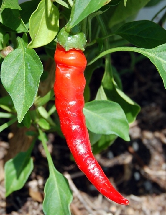 Pepper Plants Not Growing Pepper Plant Care | Vegetable Garden Blog Picture 197