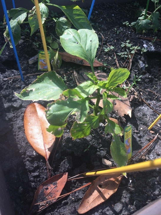 Pepper Plants Not Growing Pepper Plants Not Starting Out Well These Are "Lunchbox Image 567