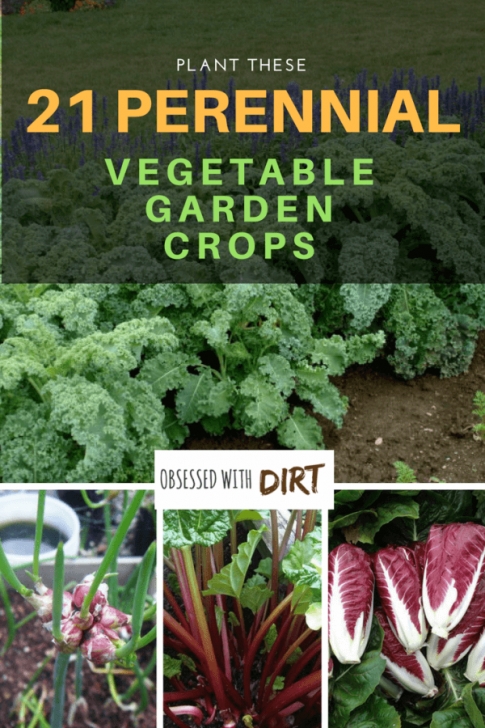 Perennial Fruits And Vegetables 21 Perennial Vegetables You Can Plant Once For Years Of Image 147