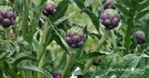 Perennial Fruits And Vegetables How To Winter 5 Easy Perennial Vegetables - Seed To Pantry Picture 439