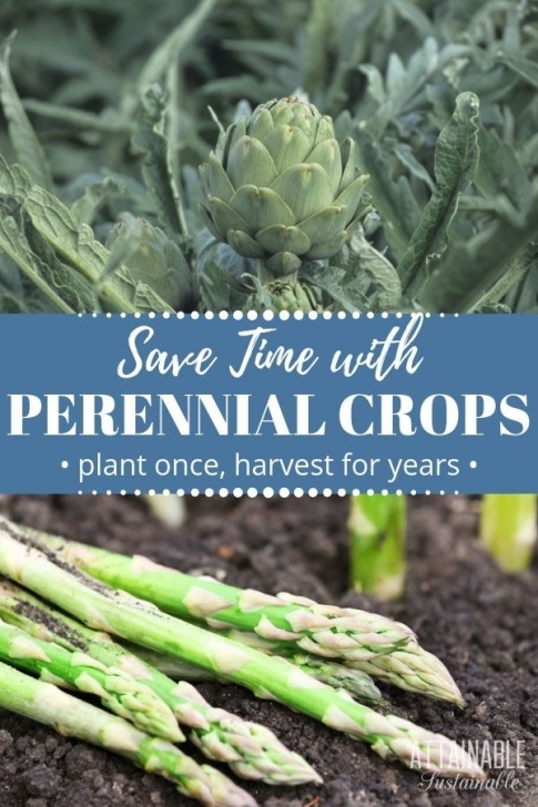 Perennial Fruits And Vegetables Perennial Vegetables And Fruits: Plant Once, Harvest For Photo 473