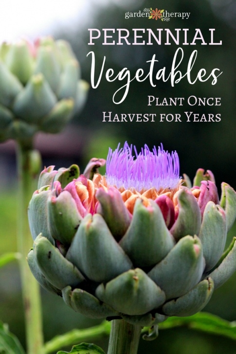Perennial Fruits And Vegetables Perennial Vegetables To Plant This Season And Enjoy For Image 909