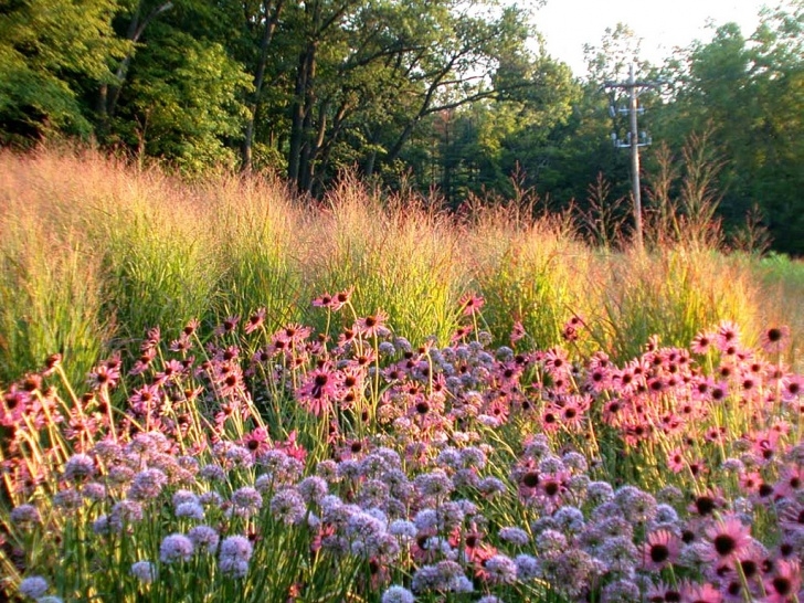 Piet Oudolf Landscape Landscape Inspiration : Piet Oudolf | F.e.wright – Stannergate Image 925