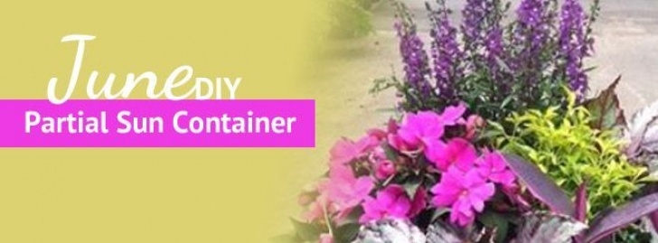 Pike Nursery Landscape Design June Partial Sun Container Recipe From Pike Nurseries Image 335