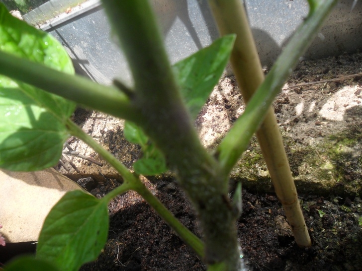 Pinching Tomato Plants How To Pinch Out Side Shoots On Tomato Plants | Not Just Photo 968