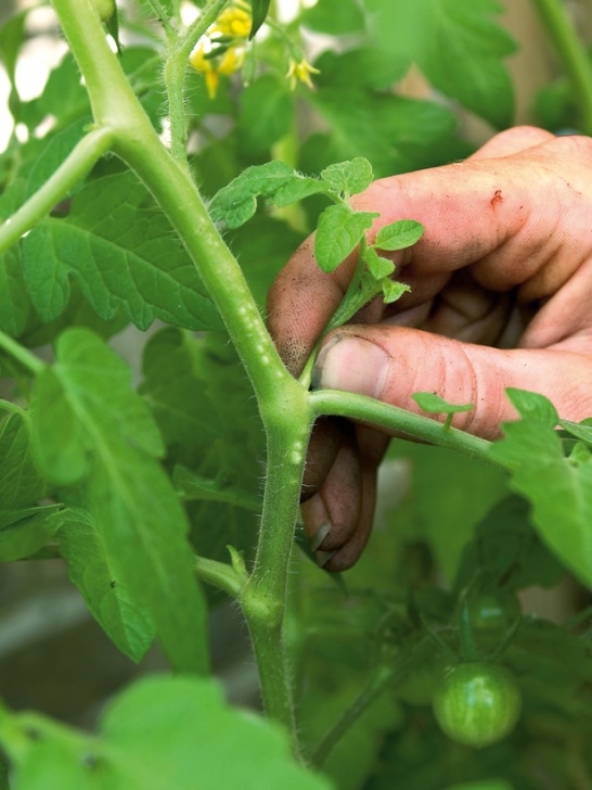 Pinching Tomato Plants Planting Tomatoes In A Growing Bag | How-Tos | Diy Photo 559
