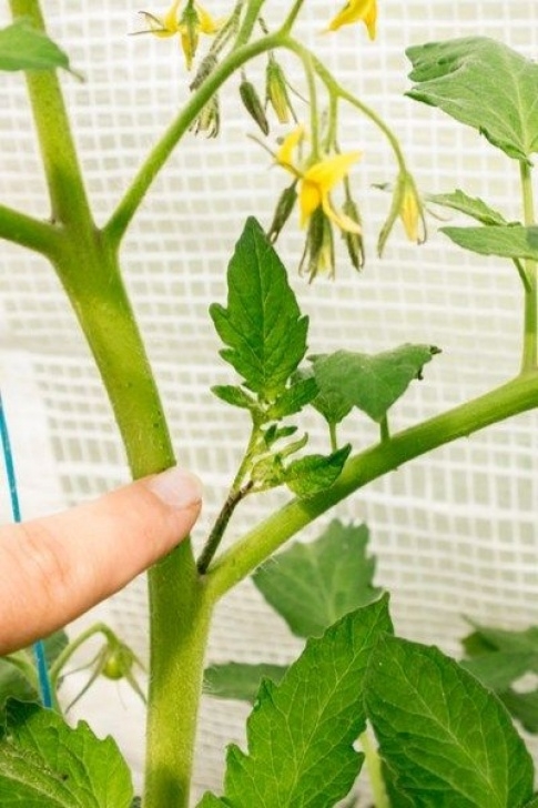 Pinching Tomato Plants Pruning Tomato Plants - How &amp; Why To Prune And Pinch Image 547