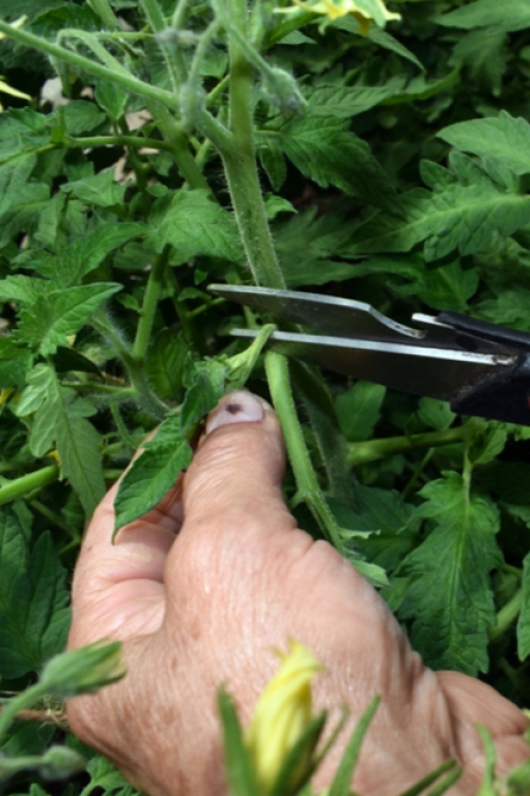 Pinching Tomato Plants Pruning Tomato Plants - How &amp; Why To Prune And Pinch Image 577