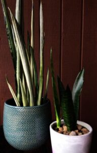 Planter For Snake Plant Caring For A Snake Plant (Sansevieria) - Sheridan Image 699