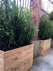 Planters For Small Trees Custom Cedar Planters With Evergreen Shrubs For Privacy Picture 422