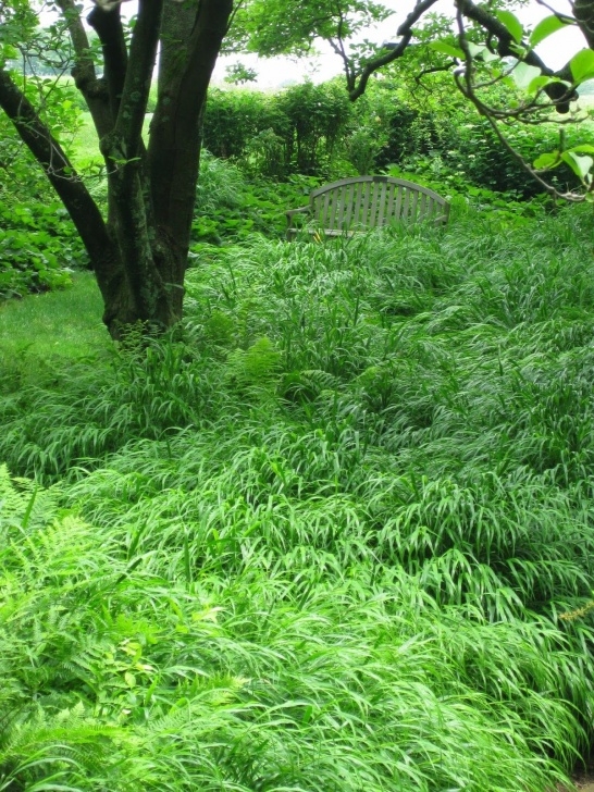 Planting A Garden Over Grass Hakonchloa Macra - Hakone Grass (Japanese Forest Grass Image 375