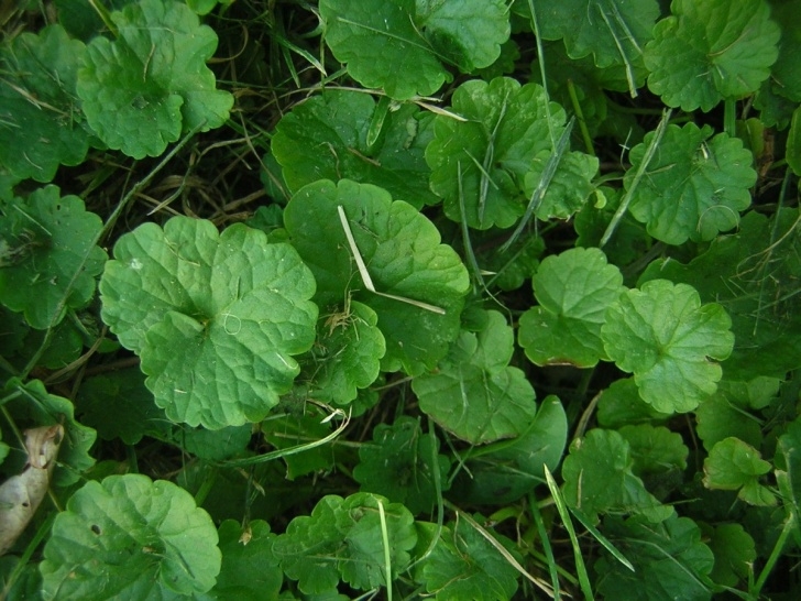 Planting A Garden Over Grass What Is This Plant? Creeping Charlie | Thriftyfun Image 188