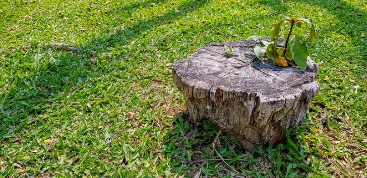 Planting A Garden Over Grass Young Plant Growing Over Dead Tree Stump Stock Image Image 581