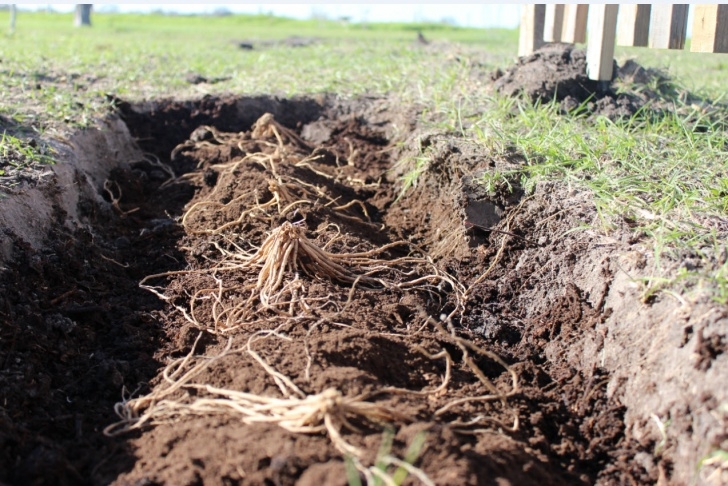 Planting Asparagus In The Fall Asparagus Picture 710