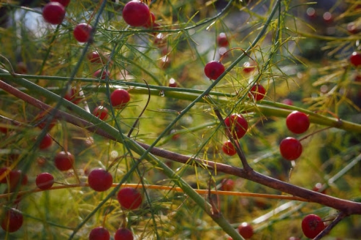 Planting Asparagus In The Fall Bedrock And Brambles: Saving Asparagus Seed, By Kira Photo 337