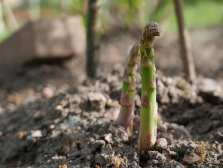 Planting Asparagus In The Fall Connecticut Garden Journal: Asparagus | Connecticut Public Picture 778