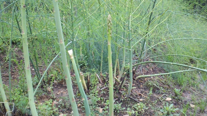 Planting Asparagus In The Fall Planting | Gardens For Cheap$Kates Picture 516