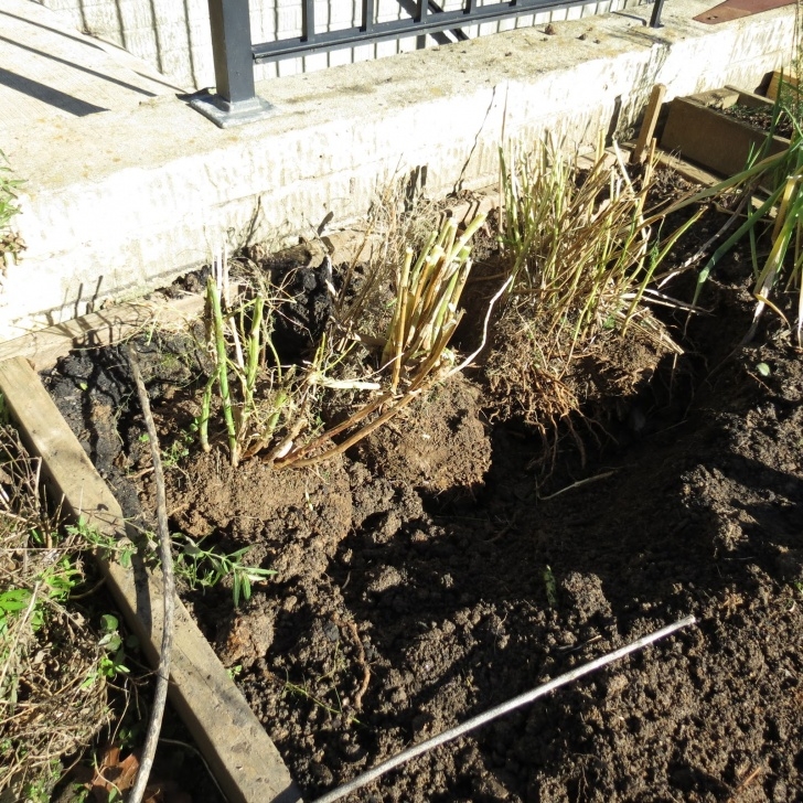 Planting Asparagus In The Fall The Rusted Vegetable Garden: Digging Up And Transplanting Photo 505