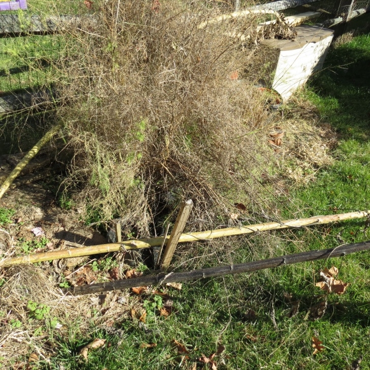 Planting Asparagus In The Fall The Rusted Vegetable Garden Photo 092