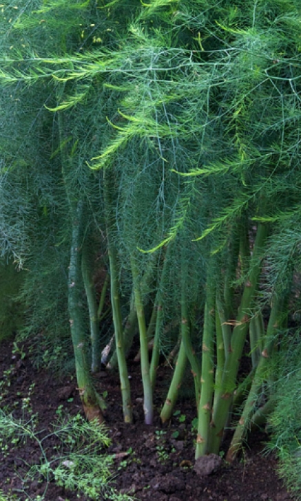 Planting Asparagus In The Fall What To Do With Asparagus – Garden Bite Image 878