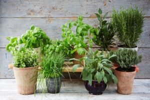 Planting Basil Seeds In Pots The Ultimate Guide To Growing Herbs | Jamie Oliver Picture 382 Planting Basil Seeds In Pots The Ultimate Guide To Growing Herbs | Jamie Oliver Picture 382