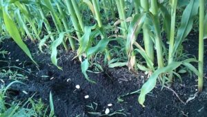 Planting Beans With Tomatoes Planting Pole Beans With Corn Without A Trellis. - Youtube Photo 961