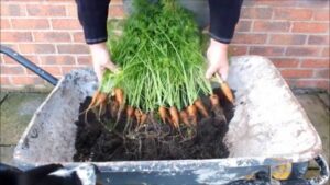 Planting Carrots In Pots Last Pot Of Patio Grown Organic Carrots Reveal Of 2015 Image 084
