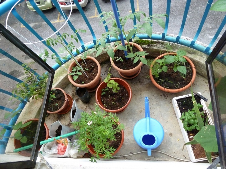 Planting Cucumbers In Pots Container Gardening For Urban Preppers: Growing Your Own Photo 671