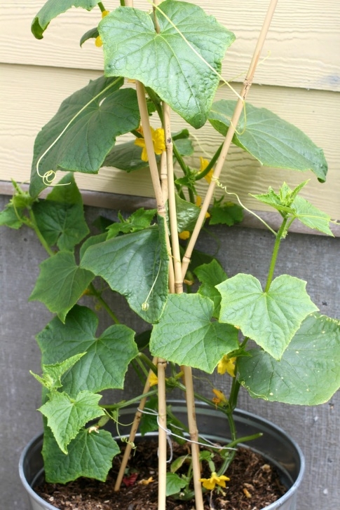 Planting Cucumbers In Pots Desperate Gardener: Slice ‘Em, Pickle ‘Em, Peel ‘Em, Eat ‘Em Image 608