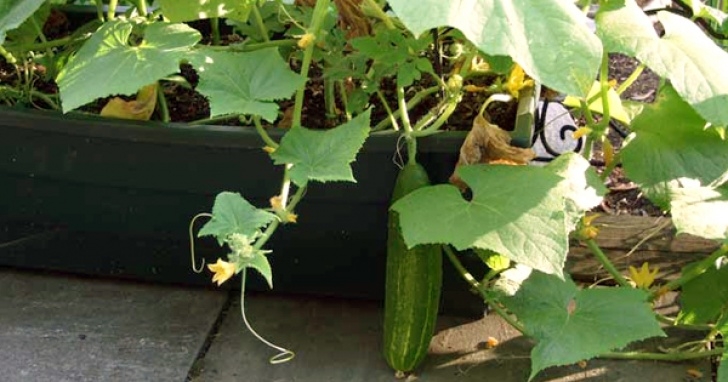 Planting Cucumbers In Pots Grow Cucumbers In Pot, An Easy To Grow Vegetable For Picture 293
