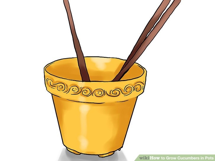 Planting Cucumbers In Pots How To Grow Cucumbers In Pots (With Pictures) - Wikihow Photo 897