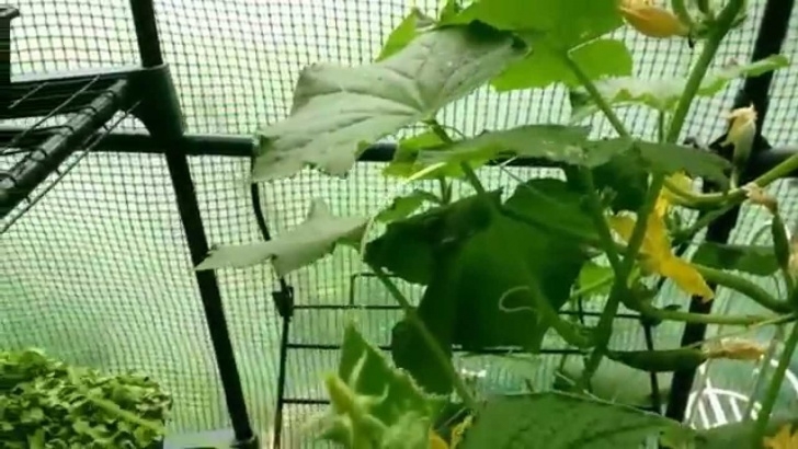 Planting Cucumbers In Pots How To Grow Hanging Vertical Cucumbers In Containers - Youtube Image 853