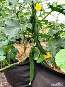 Planting Cucumbers In Pots Pin On Yummmm Photo 713
