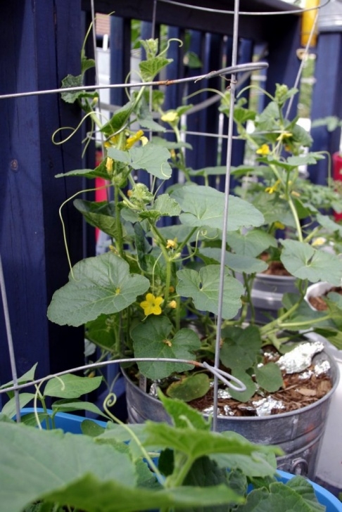 Planting Cucumbers In Pots Vegetables That Grow Well In A Container Or Pot | The Garden! Image 643