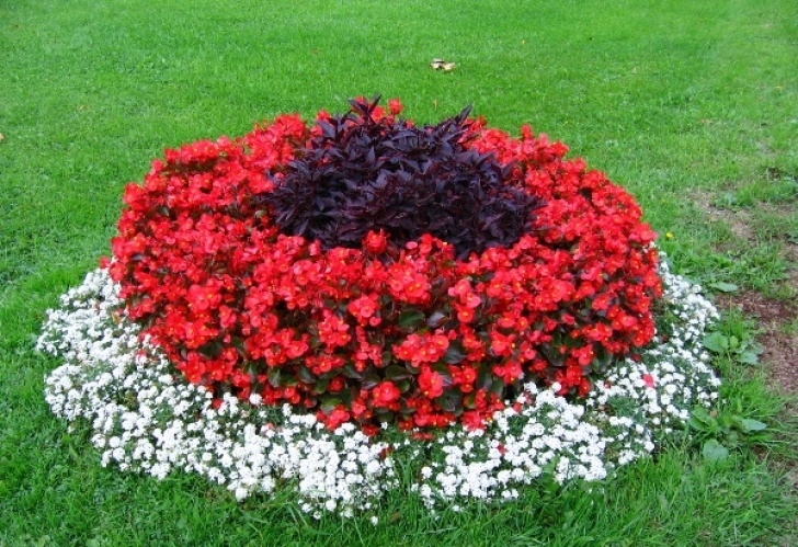 Planting In July 10 Plants Flowering In July | Outdoortheme Picture 913