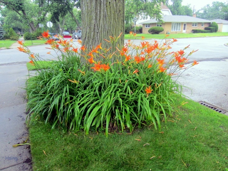 Planting In July 2014 July Flowers 七月的花 三 | Myarchetypes Picture 516