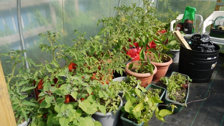 Planting In July First Year'S Polytunnel Growing - Love2Learn Allotmenting Image 648