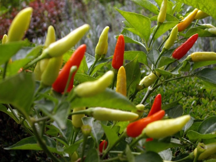 Planting In July Vegetables To Plant In July And August In Your Garden Picture 048