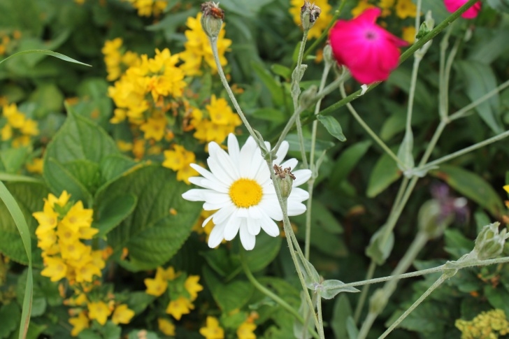 Planting In July Would You Please Be So Random? [Liebster Award] – Let'S Picture 235