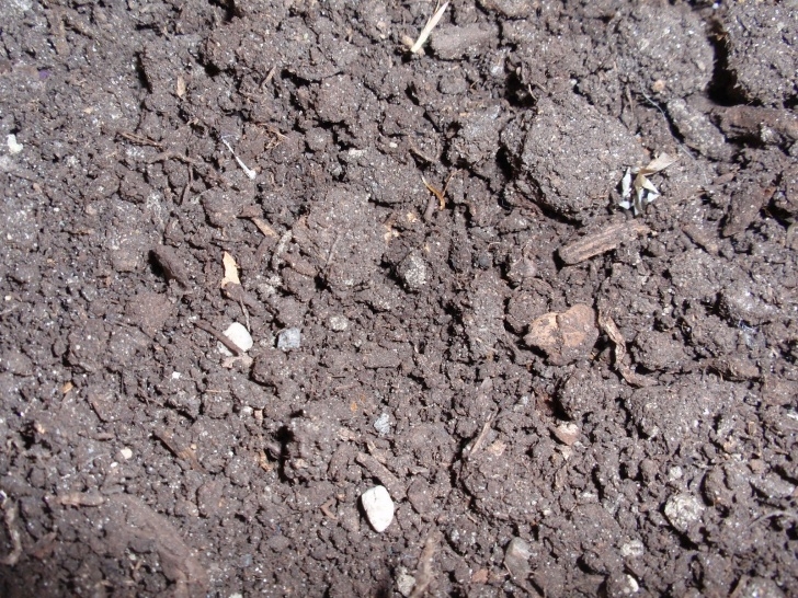 Planting In Mushroom Compost A Gardening Life: March 2012 Photo 555