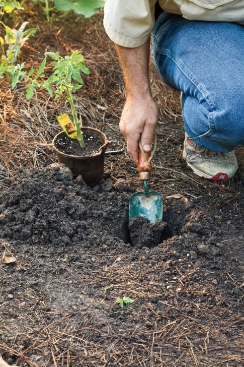 Planting In Mushroom Compost Grow Tiny, Tasty Tomatoes | Mushroom Compost, Tomato Plants Image 422