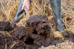 Planting In Mushroom Compost Mushroom Compost: Is It Always Good For Your Plants? Image 754
