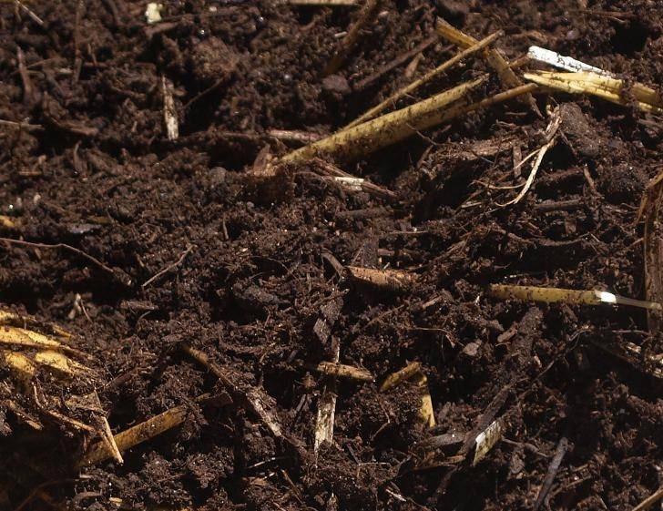 Planting In Mushroom Compost Mushroom Compost Photo 232