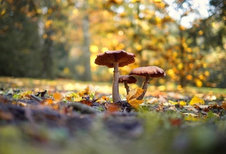 Planting In Mushroom Compost Mushroom Compost: Where To Buy And How To Use - Grower Today Picture 363