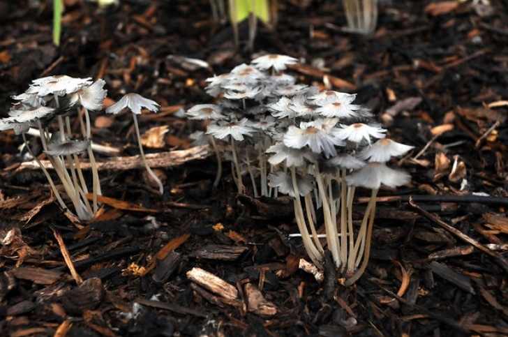 Planting In Mushroom Compost Mushrooms Caps Dirt Compost Texas Grow Morning Fungus Photo 413