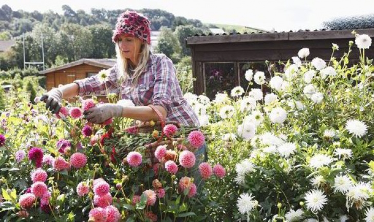 Planting In September How To Keep Summer Plants Blooming Well Into September Image 125