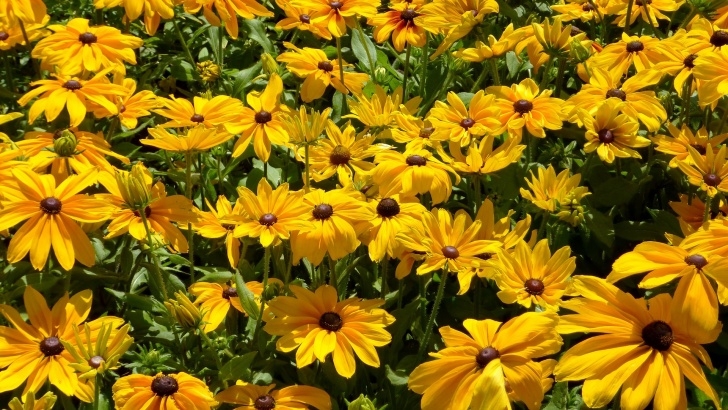 Planting In September July Garden To-Do | Espoma Picture 931