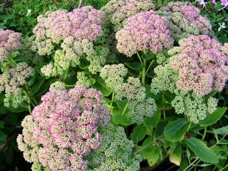 Planting In September Kelli'S Northern Ireland Garden: September Flowers Photo 315