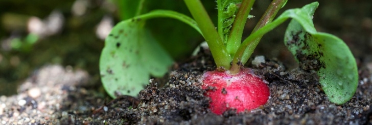 Planting In September What To Plant In September In Houston – Plants For All Picture 655